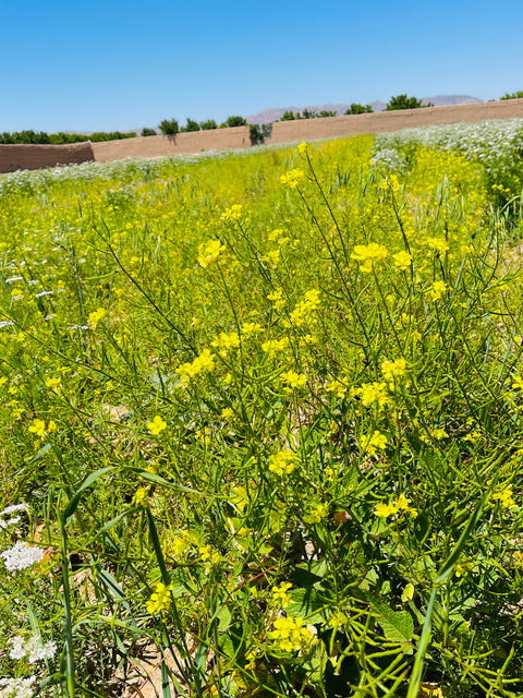 Heray Fennel Seeds, How We Source Ours?