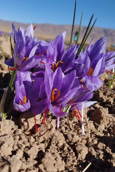 Afghan Saffron Expands Global Reach with $1.4 Million in U.S. Sales