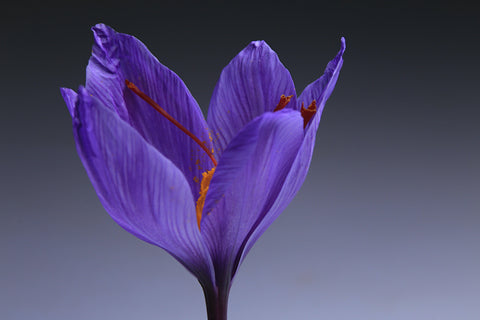 A Saffron Flower Why saffron is so expensive?