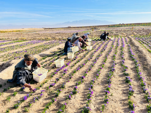 2023 Saffron Harvest Season at Heray Spice Cooperative: Q&A - Heray Spice