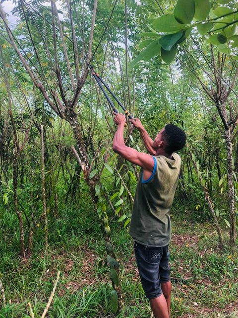 (New) Madagascar Vanilla Beans (3 Grade A Pods) - Heray Spice