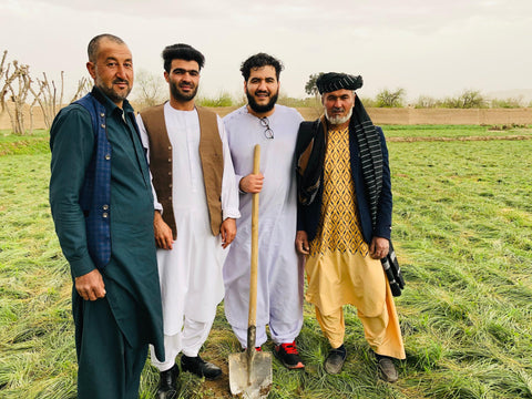 Unveiling the Art of Harvesting Crocus Bulbs: A Glimpse into Herat, Afghanistan
