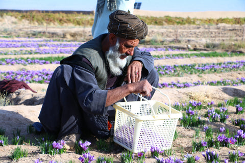 a farmer at saffron field picking up flowers