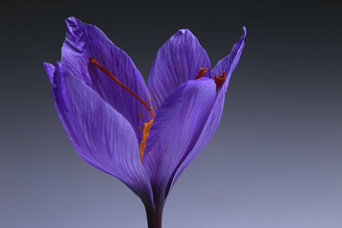 Afghanistan’s Saffron Industry Thrives with UN Support, 40-Ton Harvest, and $29.5M in Exports