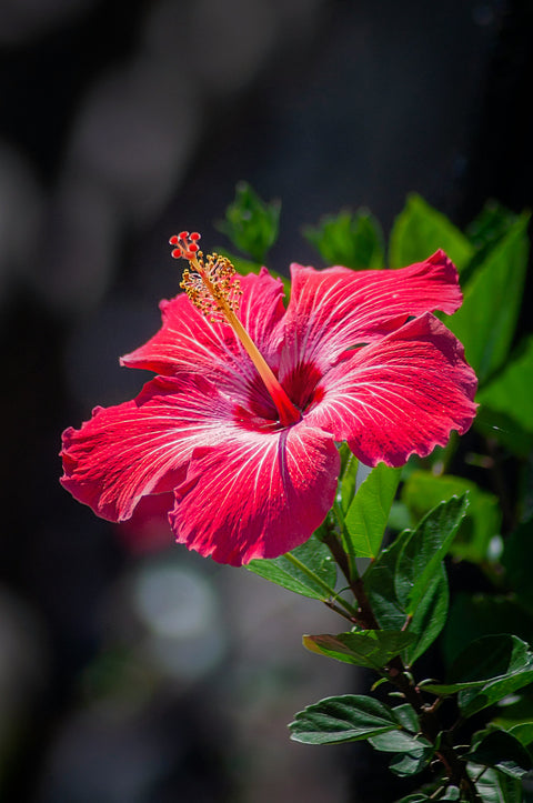 Our Nile River Hibiscus