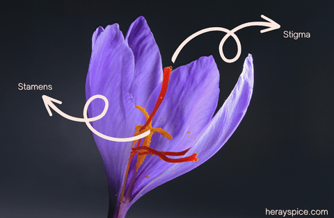 How to Recognize The Real Saffron and Evaluate the Quality of It? - Heray Spice