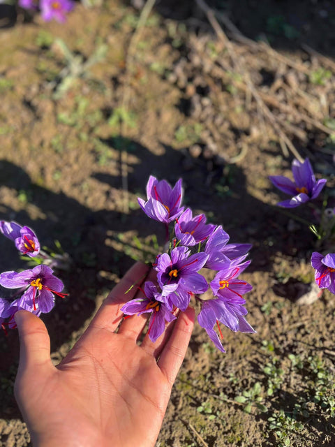 Afghan Saffron: The Red Gold of Excellence