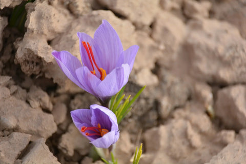 Saffron threads flower during the harvest time