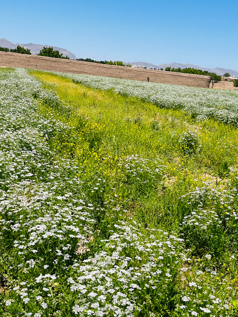 Taste of Afghanistan