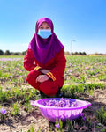 An Afghan girl collecting saffron at Heray Spice Farm