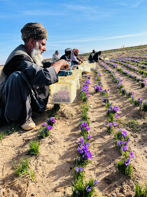 10 Grams  (0.3 Oz) Afghan Saffron, Fresh and Pure Saffron Threads