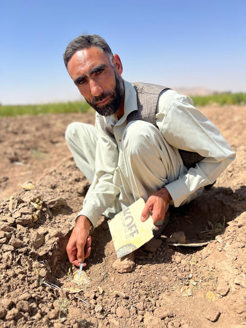 Wild Afghani Hing (Asafoetida) 100 % Pure Resin (1 Oz) 28.5 gr