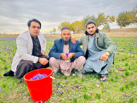 Farmers harvesting saffron after a year of hard work in Herat Afghanistan