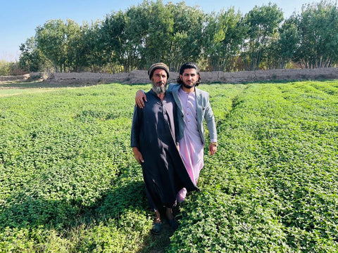 The Only Verified NON-GMO Afghan Saffron