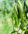 (New) Madagascar Vanilla Beans (3 Grade A Pods) - Heray Spice