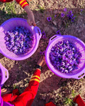 Saffron in a basket at Heray Spice farm