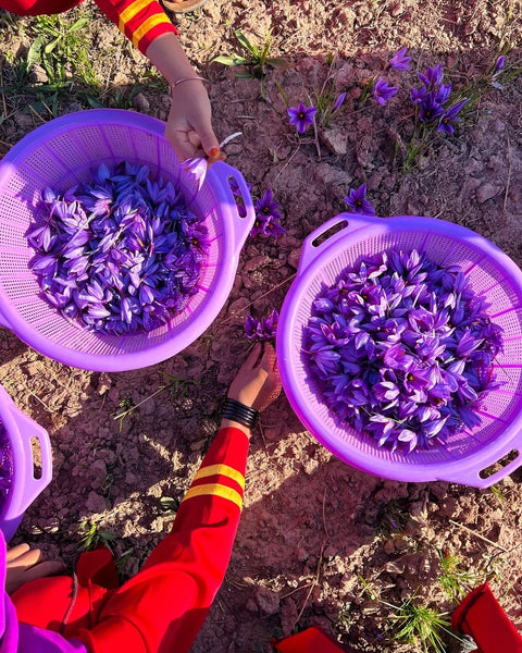 Saffron in a basket at Heray Spice farm
