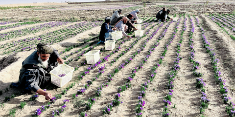 Organically Grown, Freshly Harvested