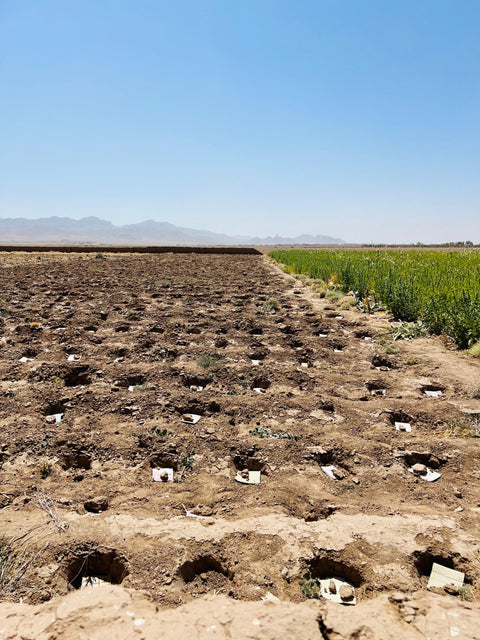 Wild Afghani Hing (Asafoetida) 100 % Pure Resin (1 Oz) 28.5 gr