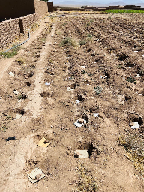 Wild Afghani Hing (Asafoetida) 100 % Pure Resin (1 Oz) 28.5 gr