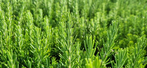 Green Rosemary Needles - Moroccan Harvest