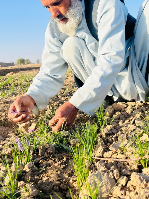 Saffron with Tea at saffron harvest gathering