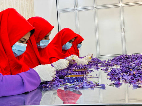 Herat Saffron center of Heray Spice Afghanistan women processing the saffron after harvest